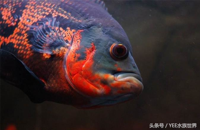 硝化细菌大量死亡的原因,过滤器关闭后多久硝化细菌死亡