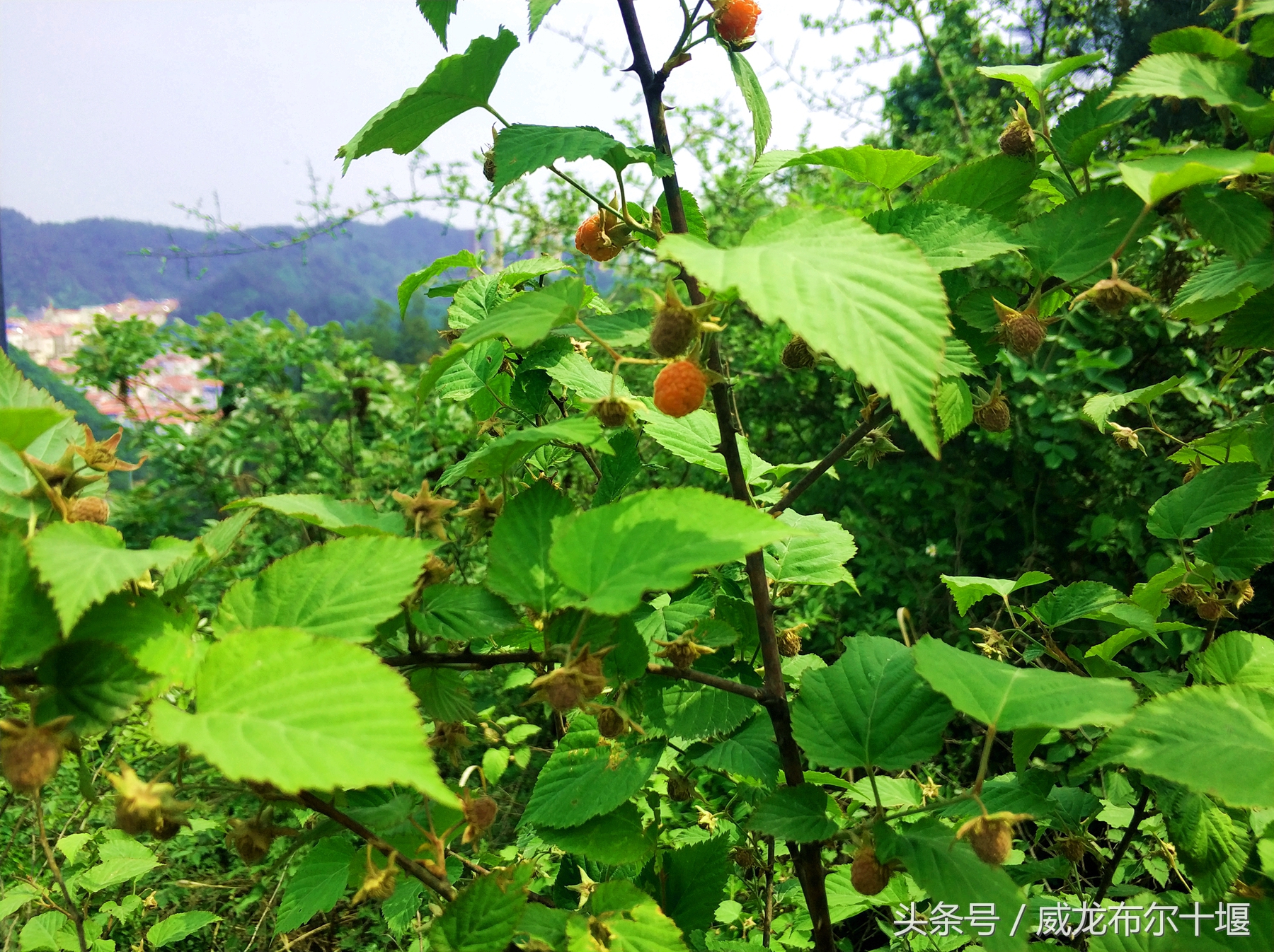 药用价值极高一种野味，几十元一斤，十堰大山里遍地没人摘