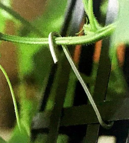 水黄瓜用总浇水吗,水培种植黄瓜的方法