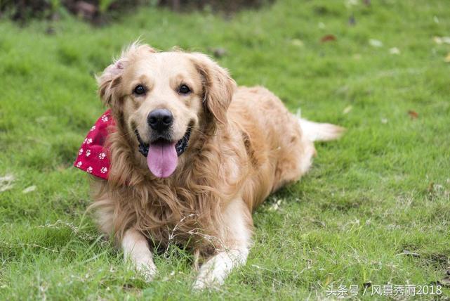 还有这种操作——宿舍养“猪猪侠”？你有在寝室养过什么动物么？