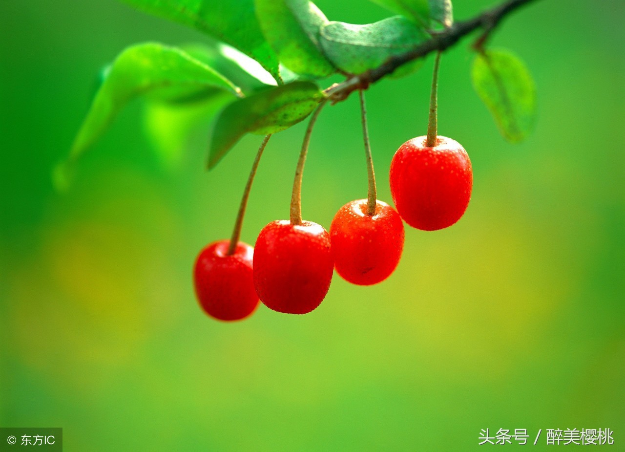 樱桃成熟就烂用什么药,樱桃成熟就烂是怎么回事