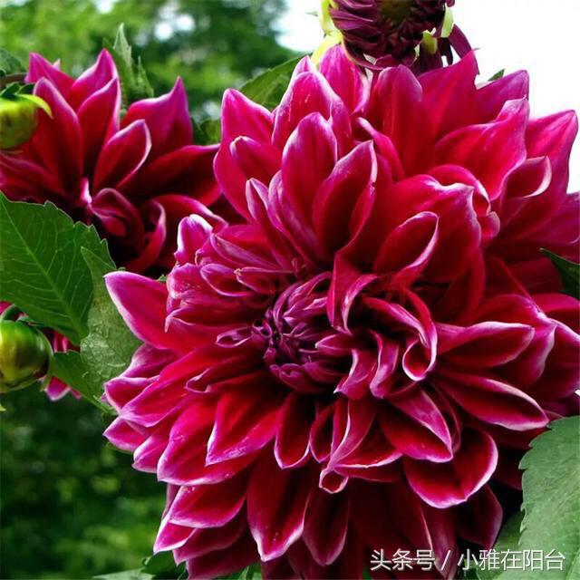 大丽花如何长得高开花多,养大丽花有讲究吗