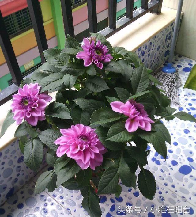 大丽花如何长得高开花多,养大丽花有讲究吗