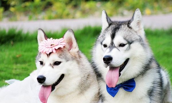 西伯利亚雪橇犬和哈士奇的区别,西伯利亚雪橇犬与哈士奇一样么