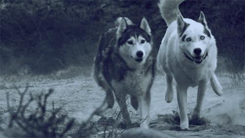 「涵姐说:哈士奇」哈士奇/西伯利亚雪橇犬介绍、优缺点、喂养等