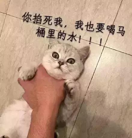 猫咪的怪癖视频,猫咪的怪癖是什么意思