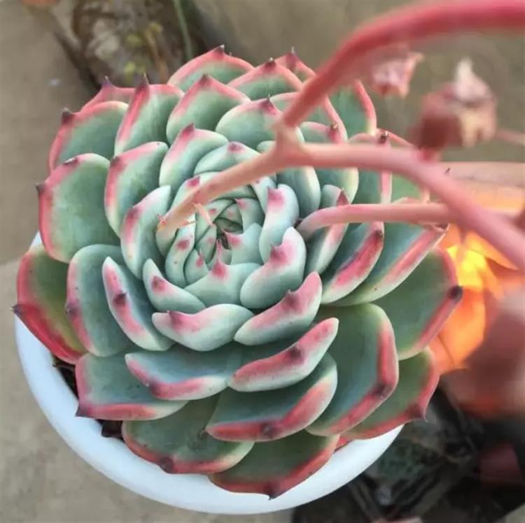 多肉居然能有这么顽强的生存,多肉可以养成什么样的小萌物