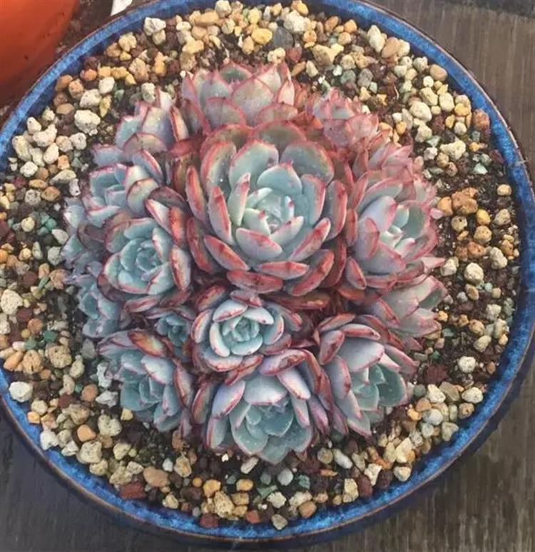 多肉居然能有这么顽强的生存,多肉可以养成什么样的小萌物