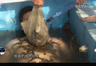人人都怕蚂蟥！他却拿恐怖的活体蚂蟥泡澡，还靠它每年收入2500万