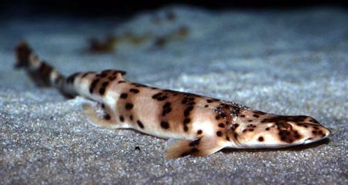 海边游玩鲨鱼,海边游玩注意事项