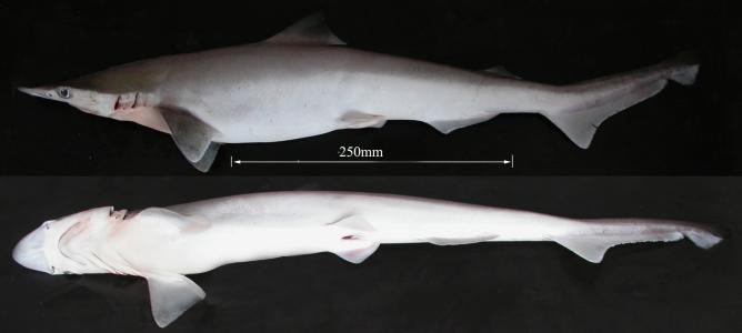 海边游玩鲨鱼,海边游玩注意事项