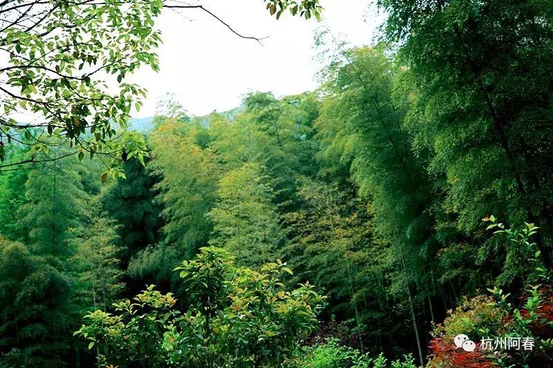 神游世外桃源完整视频,神游仙居景区