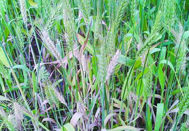小麦出现“白穗”是哪些原因导致的?用什么药剂能防治?