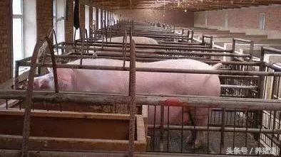 母猪带猪仔食欲不好怎么办,猪场母猪胀气怎么预防