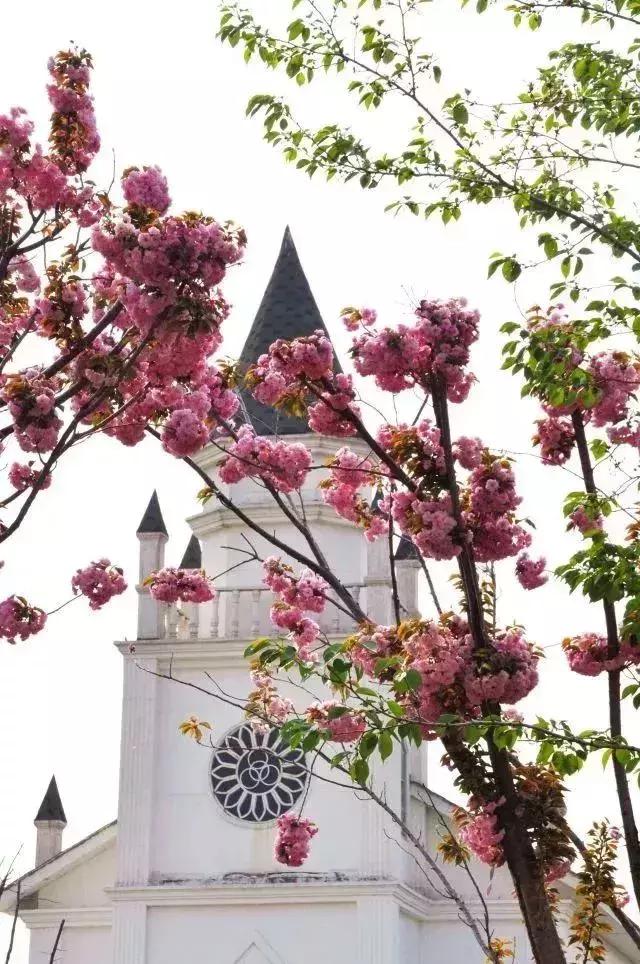 四月飘雪缘是樱，蓝调庄园晚樱盛景正当时！