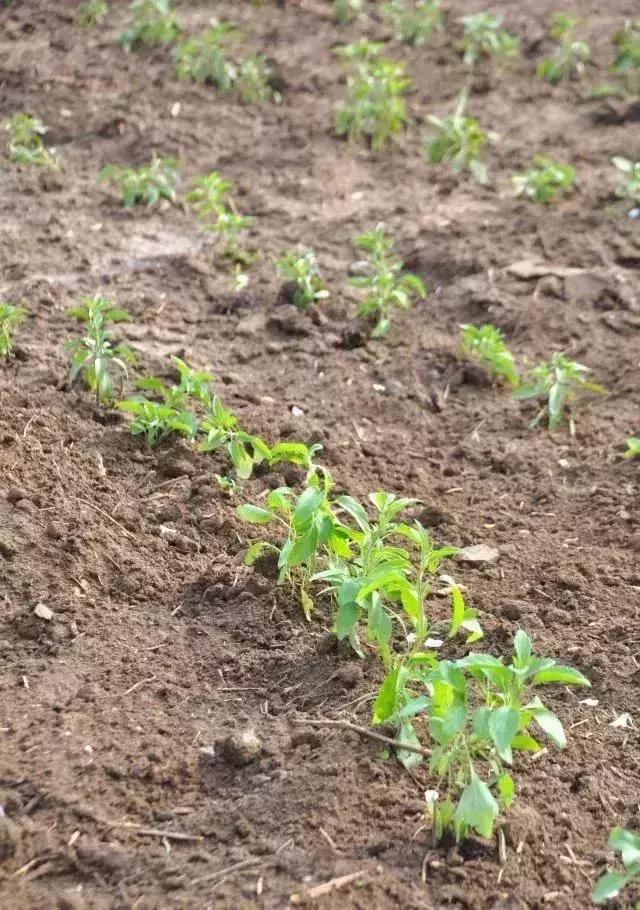 四月飘雪缘是樱，蓝调庄园晚樱盛景正当时！