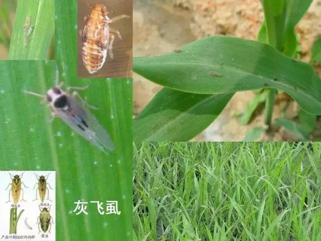 常见害虫有哪些图片大全,常见38种害虫图片及名称及防治