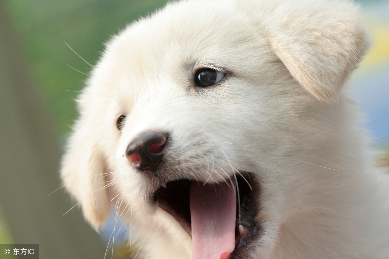 小狗不吃东西还呕吐怎么回事,小狗呕吐是为什么