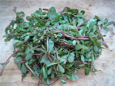 马齿苋的小故事,中药赤芍的趣味小故事