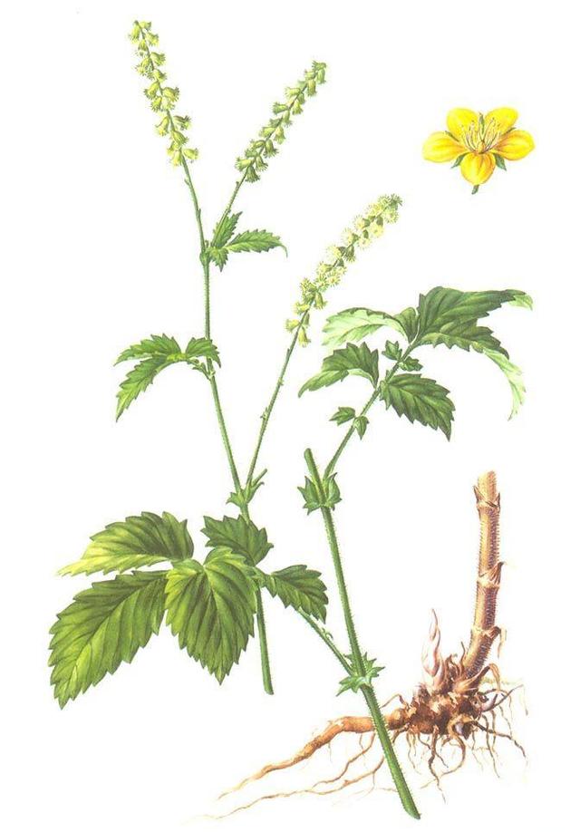 发现滋补中药材：“鹤草芽”止血散毒、驱杀绦虫，建议收藏