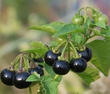 农村这五种野果个个常见，好吃又营养有的上百元一斤，你吃过吗？