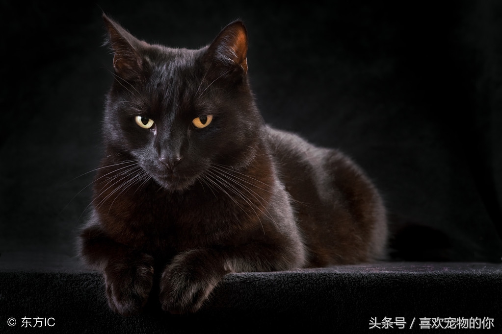 猫死后应该怎样处理,猫死后怎么处理比较合适