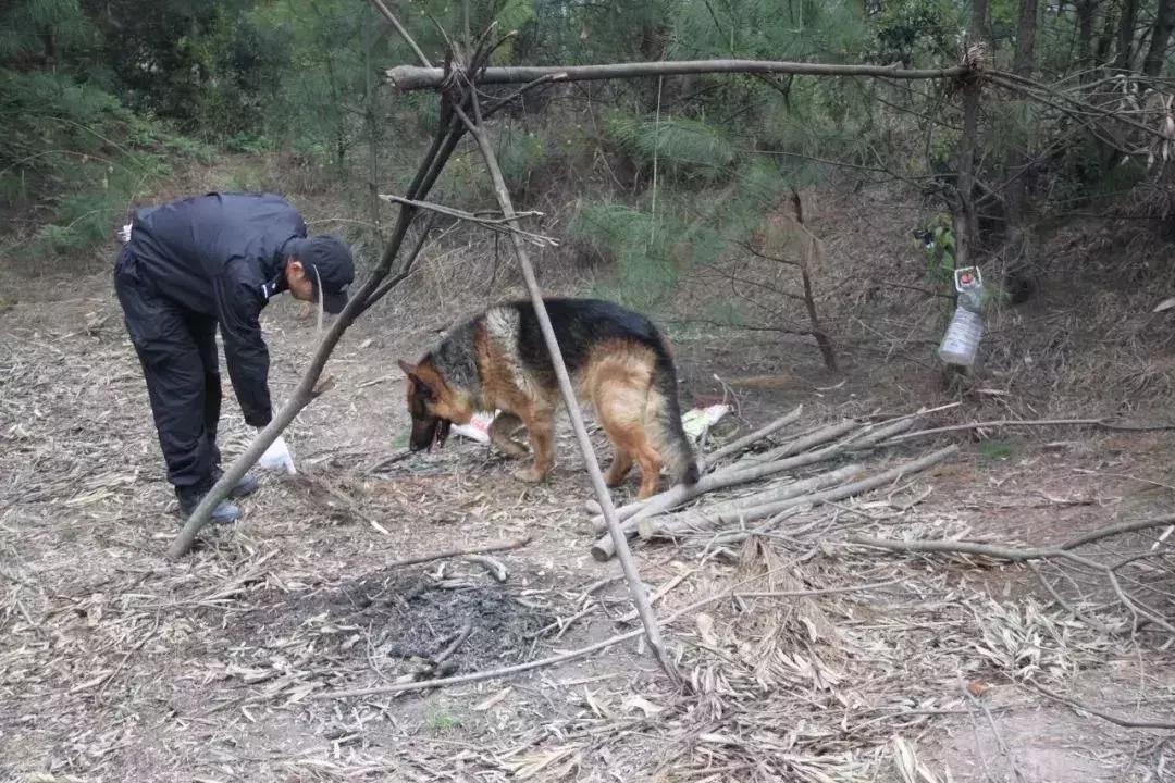 走进神秘警犬基地！解密“神犬”是怎样炼成的……