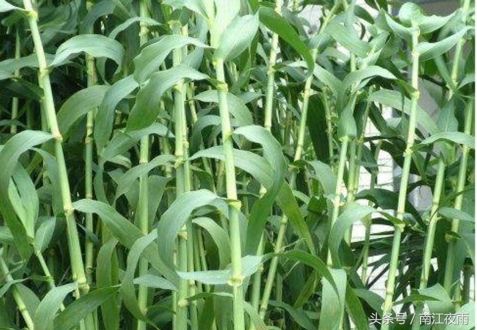 高粱造假的秘密,高粱到底留下了什么病根