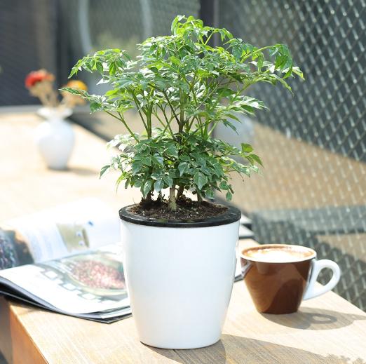 客厅好养的花草植物有哪些,什么花草放在客厅最好