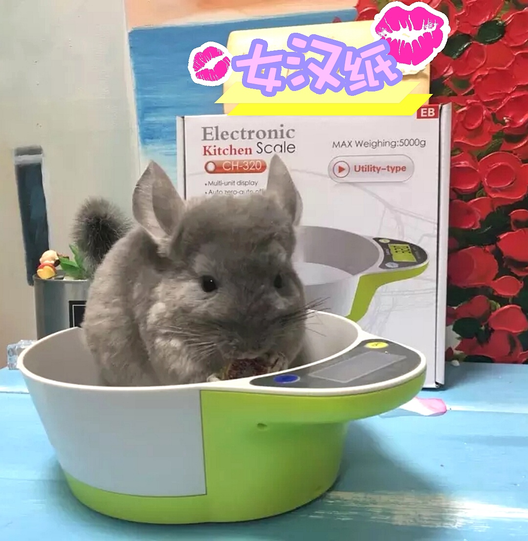 龙猫检查需要多少钱,龙猫身体检查