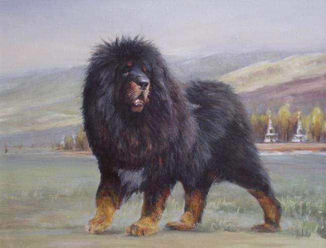 狗狗护主视频合集,护主能力最强的十种狗狗