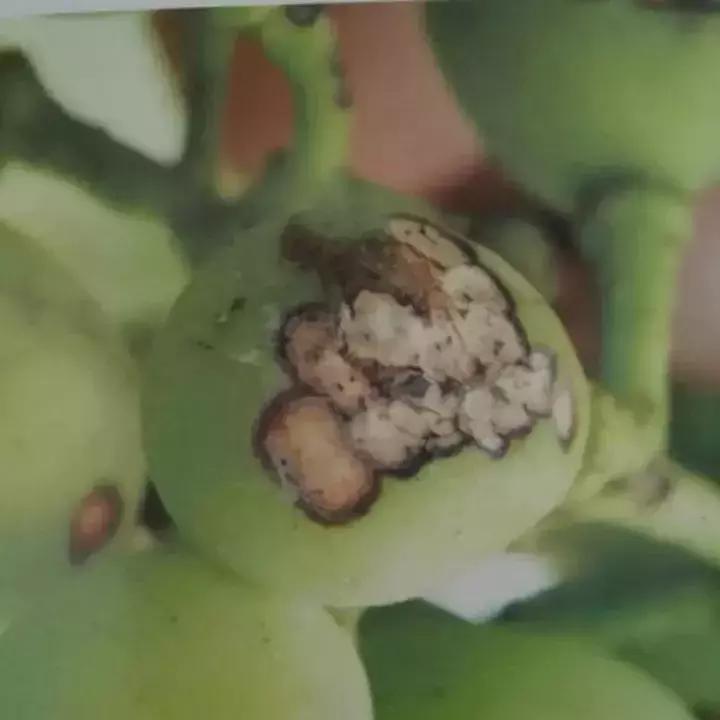 马蹄葡萄病虫害防治图谱,葡萄叶片病害数据集