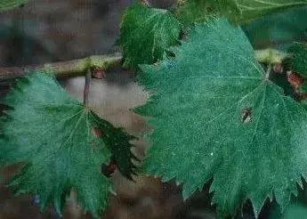 马蹄葡萄病虫害防治图谱,葡萄叶片病害数据集