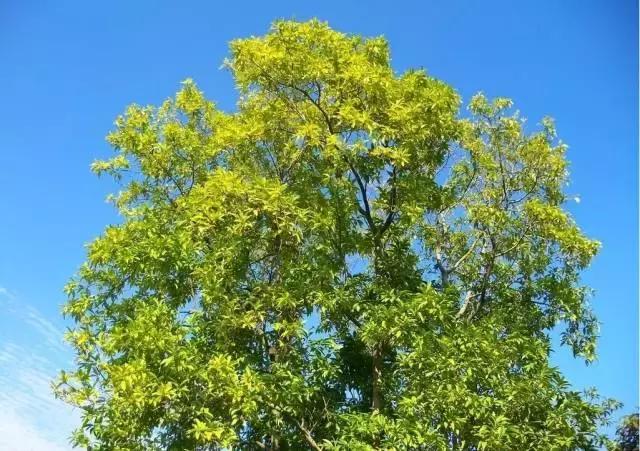 庭院风水知识100条,庭院风水知识