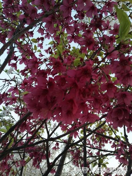 孤柏渡黄河塬蹦极,孤柏渡黄河旅游风景区蹦极还有吗