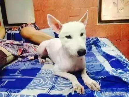 如何让金毛成为拉布拉多,金毛变装霸气视频