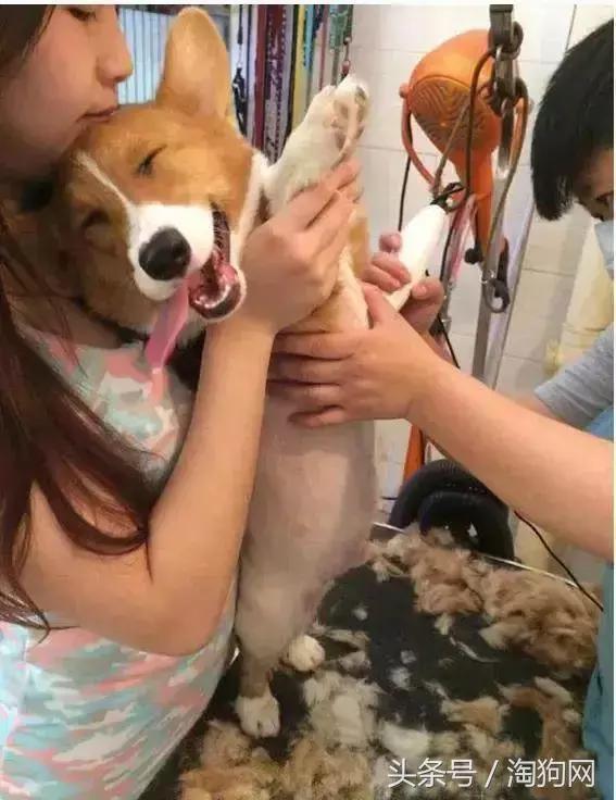 如何让金毛成为拉布拉多,金毛变装霸气视频