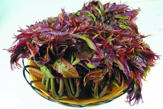 野菜养生食疗食品,野菜山苜楂的养生功效