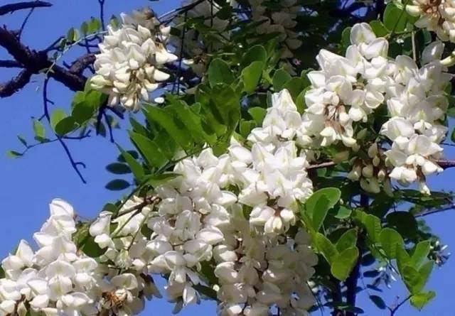 野菜养生食疗食品,野菜山苜楂的养生功效