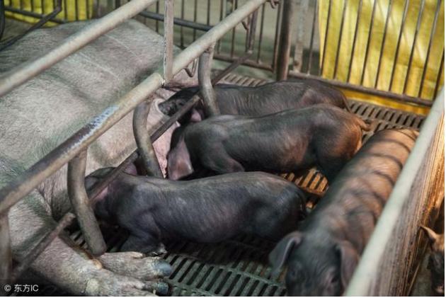 公猪与母猪饲养,产仔母猪的饲养