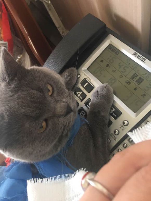 公猫尿道造口术后增生怎么办？