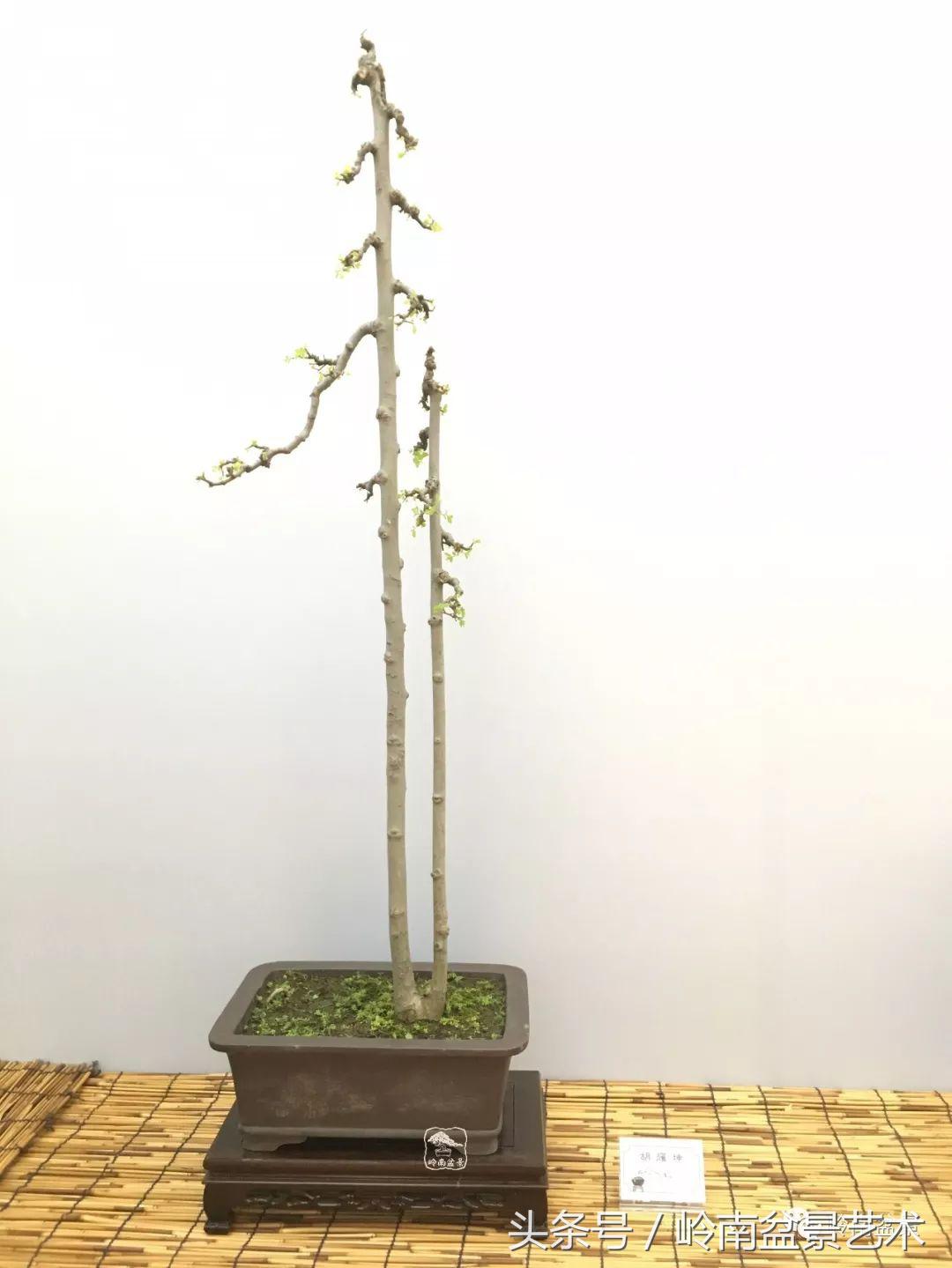 双杆罗汉松树盆景造型,双斜杆盆景