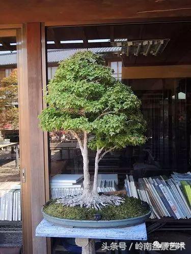 双杆罗汉松树盆景造型,双斜杆盆景