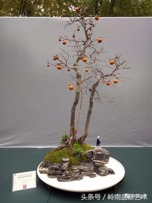 双杆罗汉松树盆景造型,双斜杆盆景