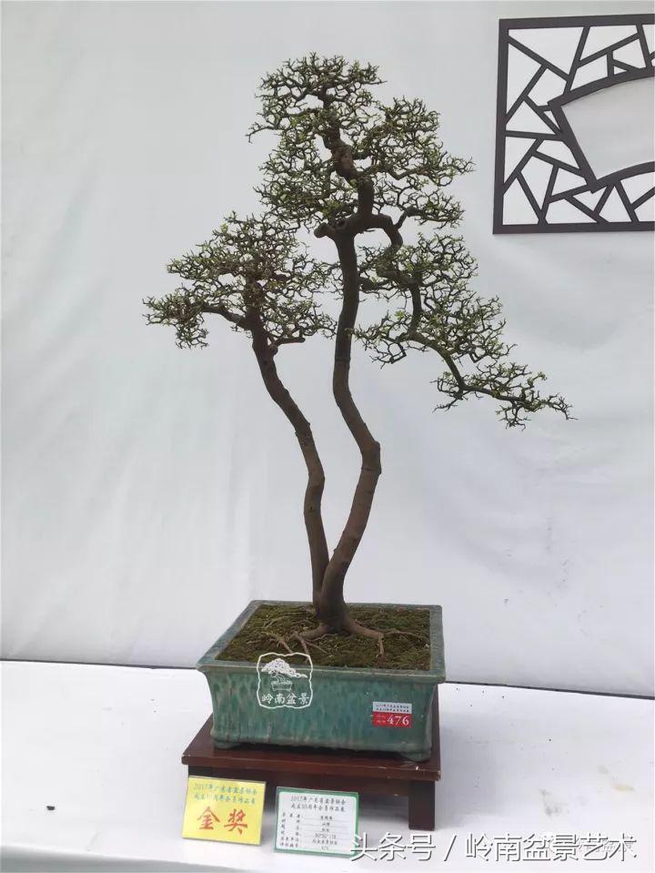双杆罗汉松树盆景造型,双斜杆盆景