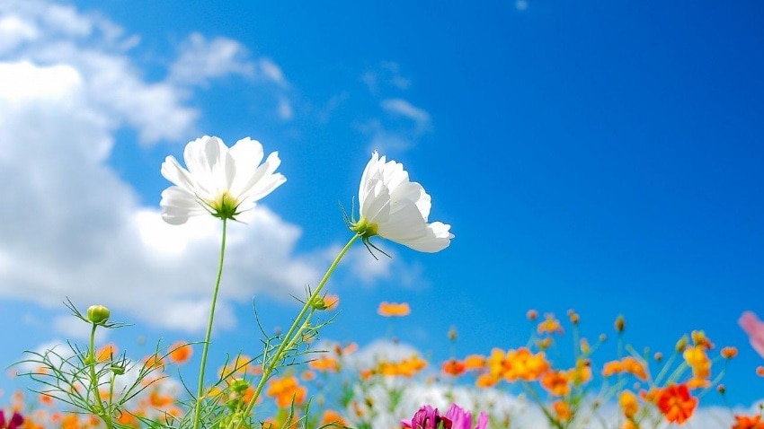 形容春天的美好景象的成语,春天的成语100个简单