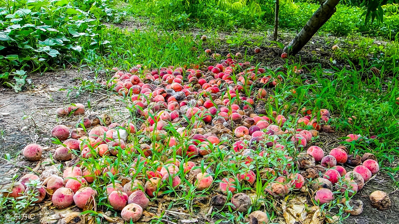 桃树怕雨怎么办,桃树怕水还是怕旱
