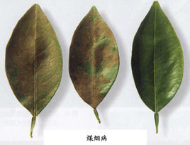 柑橘煤烟病最近的防治措施是,柑橘煤烟病