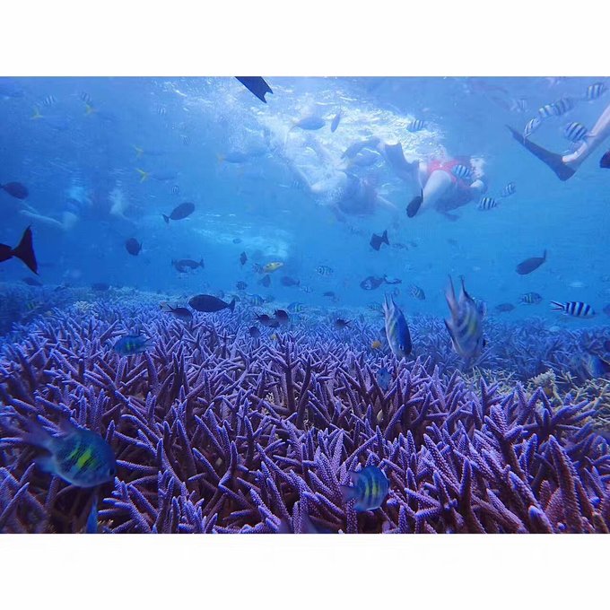 看我这发型酷不酷｜我觉得很可爱啊！帕劳潜水超级赞！