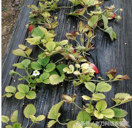 草莓根黄了要不要剪掉,草莓根全部黑了能救吗